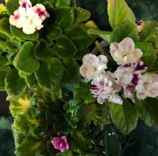 grouping of African violets