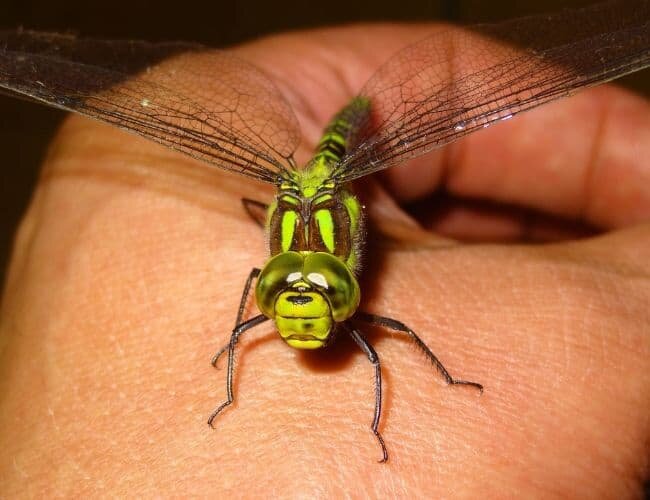 dragonfly on hand