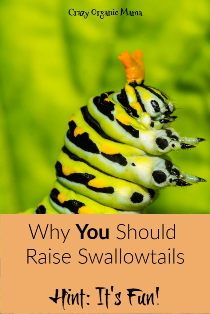 raising swallowtails pin 2