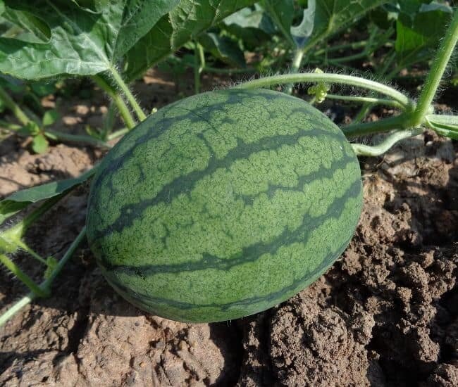 watermelon plant