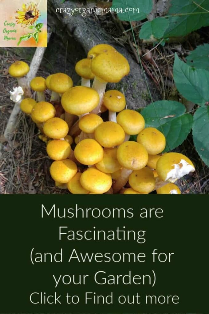 amazing forest mushrooms