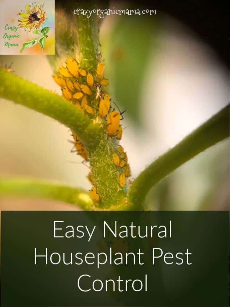 houseplant pest control