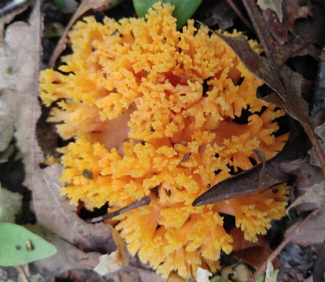 yellow-tipped coral (Ramaria formosa)