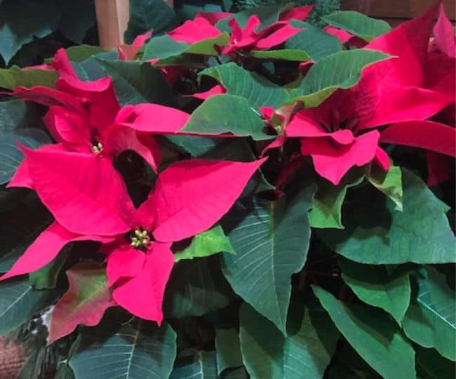 red poinsettia plants