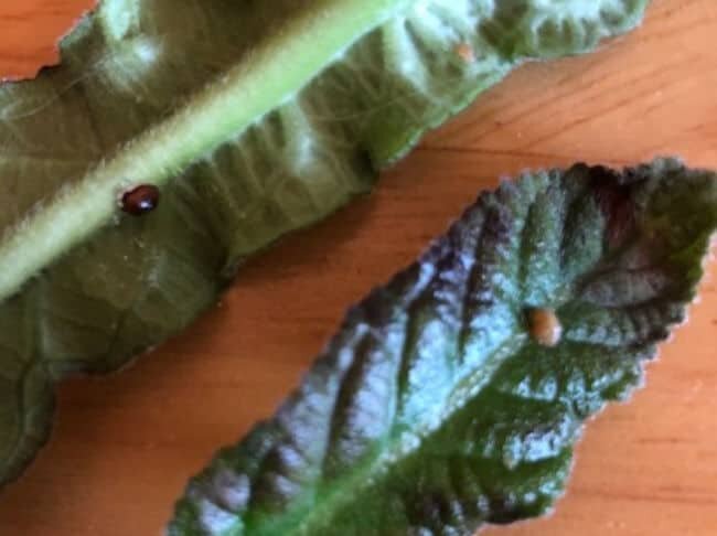 scale bug on leaf