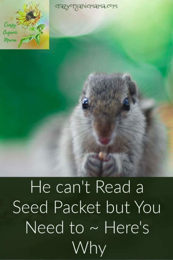 squirrel eating seeds
