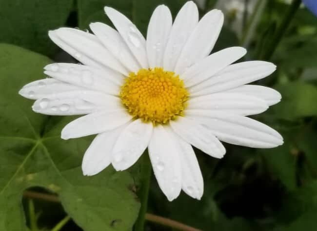 white daisy flower with raindrops on petals