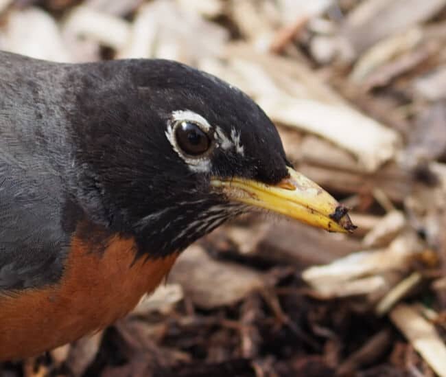 robin looking for bugs in mulch
