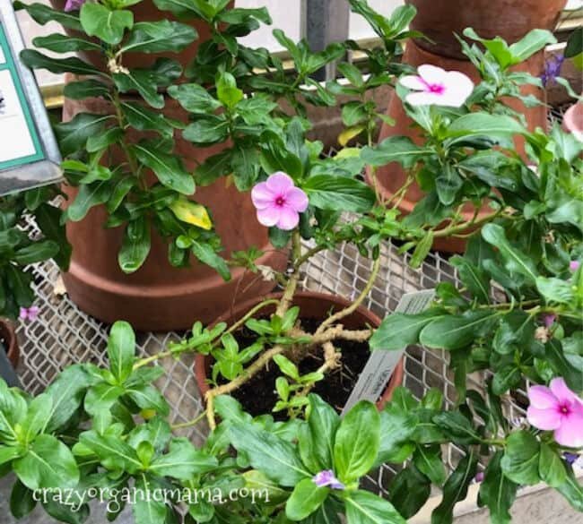 rose periwinkle plant