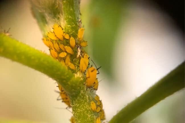 aphids on milkweed