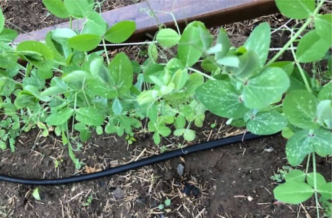 soaker hose with pea plants