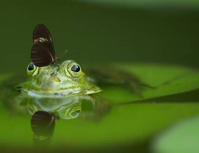 frog and butterfly in pond