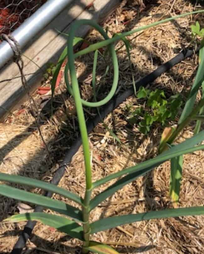 garlic scape on plant