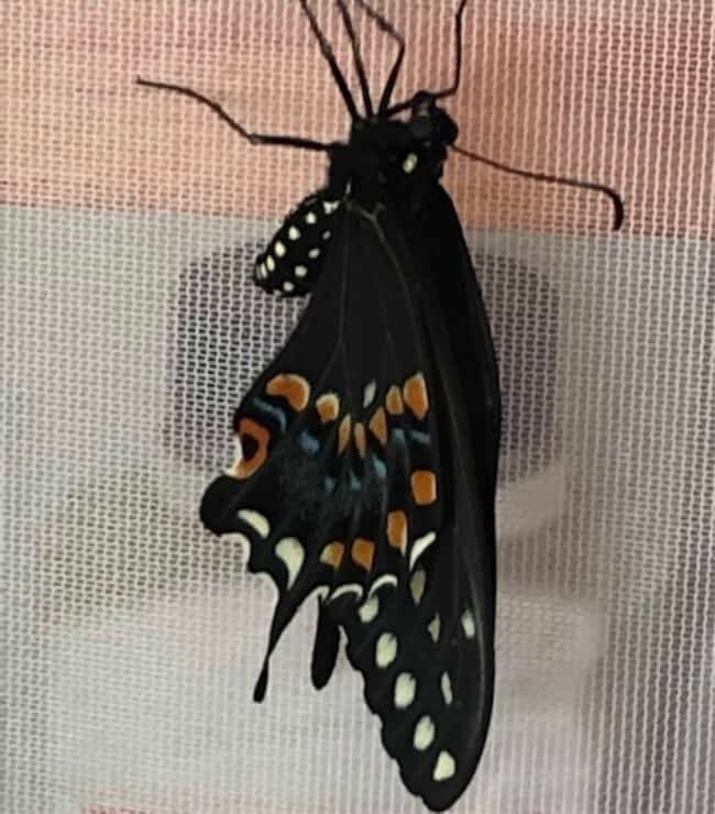 newly hatched swallowtail