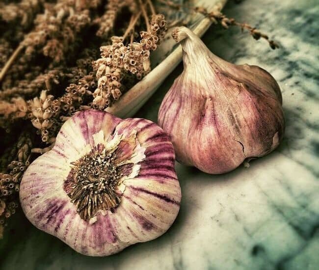 striped garlic
