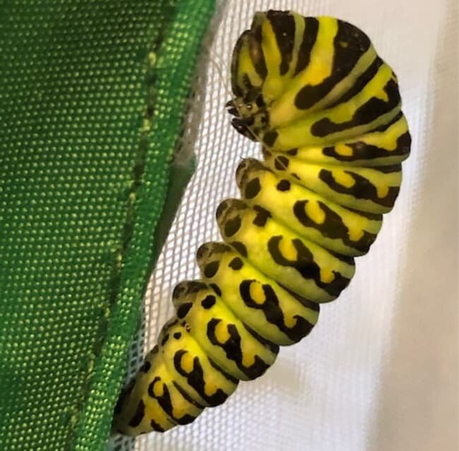 swallowtail caterpillar ready to pupate