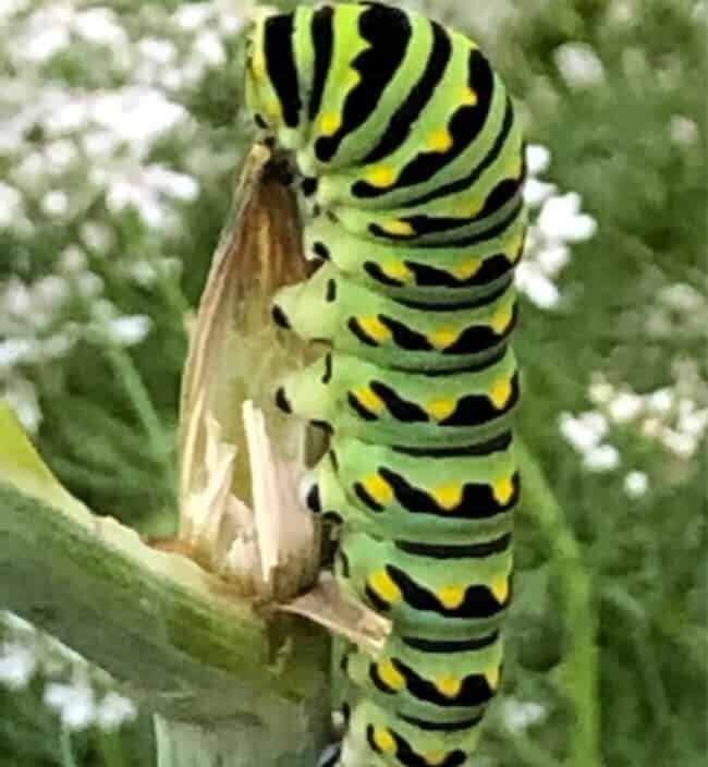 swallowtail caterpillar on dill