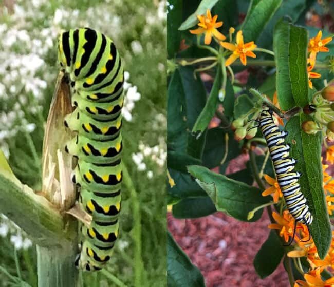 monarch and swallowtail caterpillars